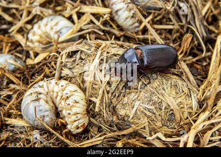 Lebenszyklus von Kokos-Nashornkäfer in Pfahlstroh aus Larve kommen als Erwachsener. Böse Insektenschädlinge und Problem der Gärtner in Kokos-Pflanzer ein Stockfoto