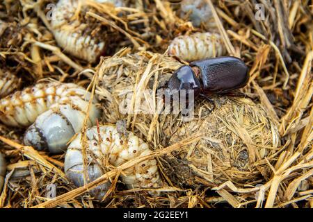 Lebenszyklus von Kokos-Nashornkäfer in Pfahlstroh aus Larve kommen als Erwachsener. Böse Insektenschädlinge und Problem der Gärtner in Kokos-Pflanzer ein Stockfoto