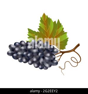 Blauer Wein reife Trauben mit einem Blatt auf weißem Hintergrund. Ein paar lila Trauben aus der Nähe. Weinbeeren. Landwirtschaftliche Nutzpflanzen für die Weinherstellung. Für Logo, Stock Vektor