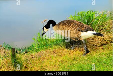 Eine kanadische Gans auf grünem Gras, die in Lake Superior, Thunder Bay, Ontario, Kanada, schwimmen gehen wird Stockfoto