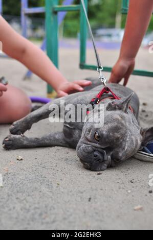 Porträt von schwarzen niedlichen englischen Bulldogge auf dem Spielplatz Stockfoto