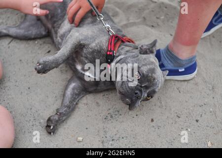 Porträt von schwarzen niedlichen englischen Bulldogge auf dem Spielplatz Stockfoto