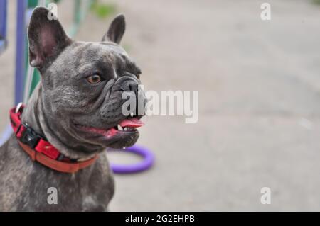 Porträt von schwarzen niedlichen englischen Bulldogge auf dem Spielplatz Stockfoto