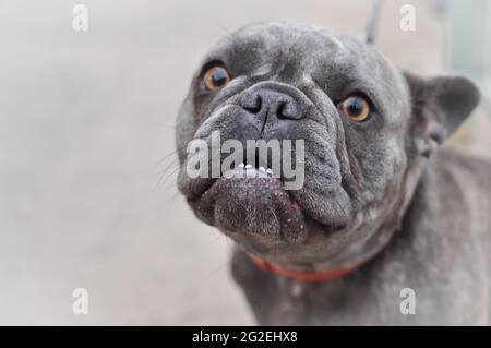 Porträt von schwarzen niedlichen englischen Bulldogge auf dem Spielplatz Stockfoto