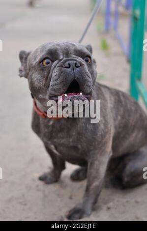 Porträt von schwarzen niedlichen englischen Bulldogge auf dem Spielplatz Stockfoto