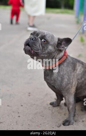 Porträt von schwarzen niedlichen englischen Bulldogge auf dem Spielplatz Stockfoto