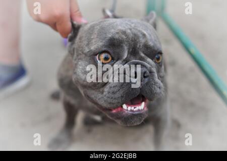 Porträt von schwarzen niedlichen englischen Bulldogge auf dem Spielplatz Stockfoto