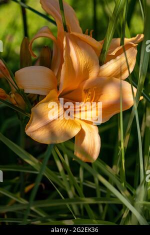 Orangenlilie mit zarten Blütenblättern im Garten Stockfoto