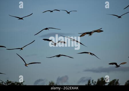 In Orange Valley, Trinidad und Tobago fliegt eine Schar schwarzer Abschäumer über den Ozean. Stockfoto