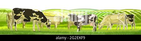 Eine Herde Kühe grast zwischen den ländlichen Hügeln. Weiden. Wiesen und Felder. Rustikale Dorflandschaft. Arbeit auf dem Bauernhof. Isoliert auf weißem Hintergrund. Vektor Stock Vektor