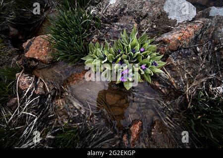 Nahaufnahme der purpurnen Alpenkerzenblumen am Strand des Glacier Lake in den Bergen von Almaty, Kasachstan Stockfoto