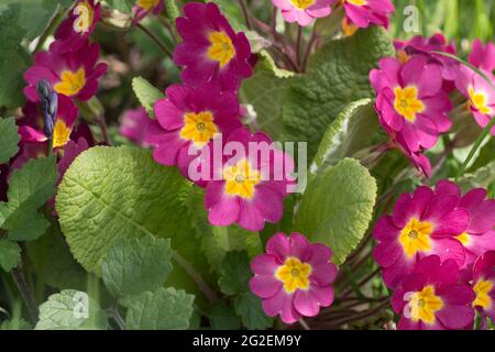 Frühlingsblumen; Rosa Primeln, Primula vulgaris sibthorpii, blüht im Frühling in einem englischen Garten Stockfoto