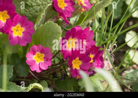Leuchtend rosa Primrose-Blüten, Primula vulgaris sibthorpii, blühend im Frühling, Shropshire, England Stockfoto