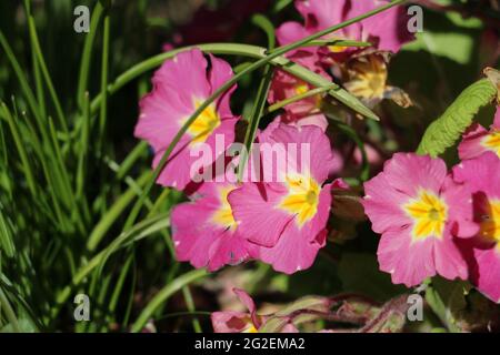 Hübsche rosa Primrose-Blüten, Primula vulgaris sibthorpii, blühend im Frühling, Nahaufnahme Stockfoto