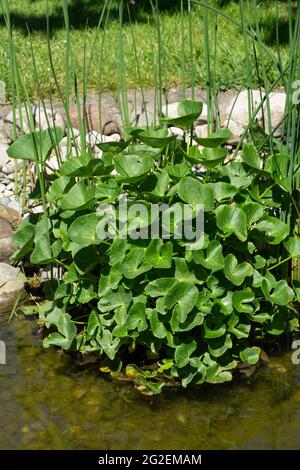 Große caltha palustris Pflanze nach der Blüte im späten Frühjahr auf dem Ufer Teich von der Sommersonne beleuchtet Stockfoto
