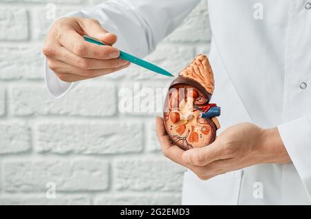 Konzept zur Nierengesundheit. Nahaufnahme, anatomisches Modell der menschlichen Niere in den Händen des Arztes. Urologie Stockfoto