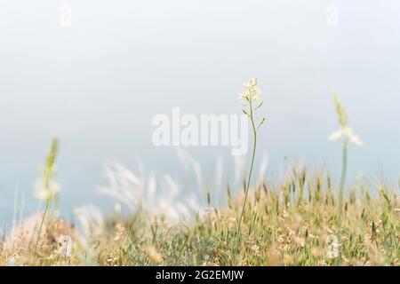 Blühende weiße Wildblumen am Rand der Klippe mit Meereshintergrund. Natürlicher Hintergrund in Pastelltönen. Flacher Freiheitsgrad Selektiver Fokus. Speicherplatz kopieren. Stockfoto