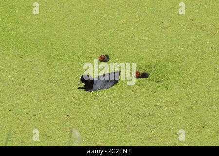 Gewöhnlicher Ruß (Fulica atra) mit zwei jungen Blässhühner, die im Graben schwimmen, der mit Entenkraut bedeckt ist. Frühling, Juni, Niederlande. Stockfoto