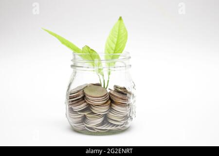 Wachsende Pflanze aus Glas. Sprout mit Blättern wachsen aus Glas mit Münzen. Stockfoto