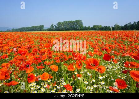 Feldmohn, Maismohn (Papaver rhoeas) und Wildkamille (Tanacetum parthenium) auf einem Feld, Rheinland-Pfalz, Deutschland, Europa Stockfoto