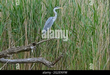 Kersdorf, Deutschland. Juni 2021. Ein Graureiher (Ardea cinerea), auch Reiher genannt, steht auf einem Baum am Schilfgürtel am Ufer des Kersdorf-Sees. Der Vogel bleibt oft für Minuten regungslos im seichten Wasser, bis er mit seinem spitzen Schnabel blitzschnell einen Fisch fängt. Quelle: Patrick Pleul/dpa-Zentralbild/ZB/dpa/Alamy Live News Stockfoto