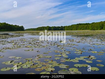 Kersdorf, Deutschland. Juni 2021. Seerosen bedecken den gesamten Kersdorfer See. Der Kersdorfer See ist ein Naturschutzgebiet im oder-Spree-Bezirk. Quelle: Patrick Pleul/dpa-Zentralbild/ZB/dpa/Alamy Live News Stockfoto