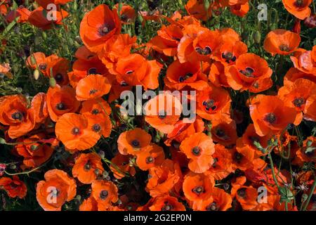 Feldmohn, Maismohn (Papaver rhoeas), Rheinland-Pfalz, Deutschland, Europa Stockfoto