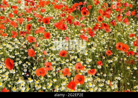 Feldmohn, Maismohn (Papaver rhoeas) und Wildkamille (Tanacetum parthenium) auf einem Feld, Rheinland-Pfalz, Deutschland, Europa Stockfoto