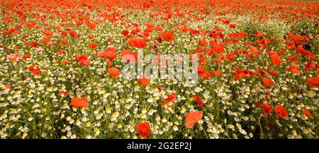Feldmohn, Maismohn (Papaver rhoeas) und Wildkamille (Tanacetum parthenium) auf einem Feld, Rheinland-Pfalz, Deutschland, Europa Stockfoto