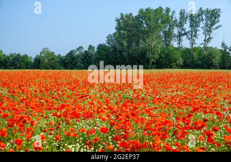 Feldmohn, Maismohn (Papaver rhoeas) und Wildkamille (Tanacetum parthenium) auf einem Feld, Rheinland-Pfalz, Deutschland, Europa Stockfoto