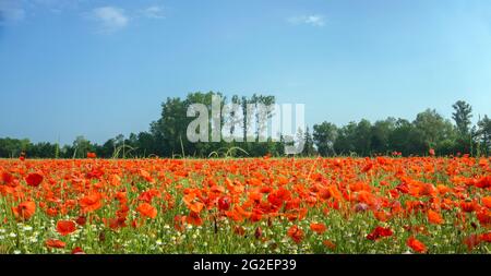 Feldmohn, Maismohn (Papaver rhoeas) und Wildkamille (Tanacetum parthenium) auf einem Feld, Rheinland-Pfalz, Deutschland, Europa Stockfoto