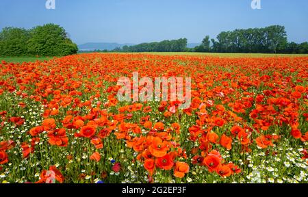 Feldmohn, Maismohn (Papaver rhoeas) und Wildkamille (Tanacetum parthenium) auf einem Feld, Rheinland-Pfalz, Deutschland, Europa Stockfoto