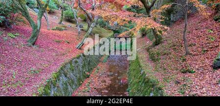 Farbenfrohe Blätter im Garten des Tofukuji-Tempels, Wahrzeichen und berühmt für Touristenattraktionen in Kyoto, Japan. Herbstfärbung, Urlaub und tra Stockfoto