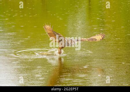 Detailreiche Nahaufnahme einer wilden Adlereule. Der Greifvogel fliegt mit ausgebreiteten Flügeln knapp über dem Wasser eines Sees. Ergreift die Beute mit ihren Pfoten Stockfoto