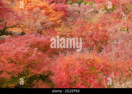 Farbenfrohe Blätter im Garten des Tofukuji-Tempels, Wahrzeichen und berühmt für Touristenattraktionen in Kyoto, Japan. Herbstfärbung, Urlaub und tra Stockfoto