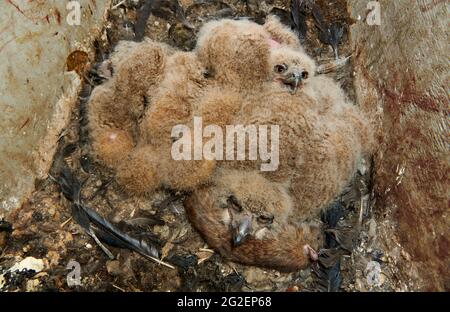 Drei junge eurasische Adlereule (Bubo bubo) im Nest Stockfoto
