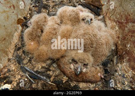 Drei junge eurasische Adlereule (Bubo bubo) im Nest Stockfoto