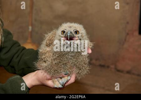 Junge eurasische Adlereule (Bubo bubo) beim Klingeln Stockfoto