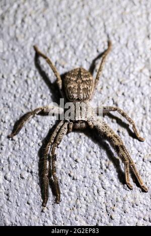 Eine australische Jägerspinne sparassidae heteropodidae eine große langbeinige Spinne, die auf einer Oberfläche ruht Stockfoto