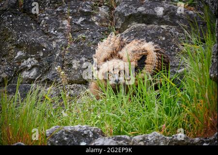 Junge eurasische Adlereule (Bubo bubo), Heinsberg, Nordrhein-Westfalen, Deutschland Stockfoto