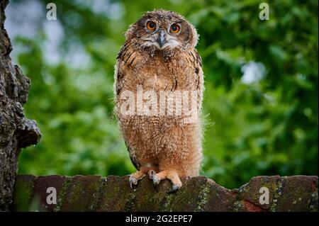 Drei junge eurasische Adlereule (Bubo bubo) im Nest Stockfoto
