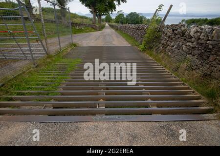 Ein Rinderraster auf einer schmalen Straße in den schottischen Highlands, Großbritannien Stockfoto