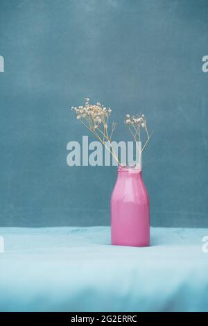 Baby's Breath Gypsophila in pastellrosa Glasflasche auf pastellblauem Hintergrund Vorderansicht Stockfoto