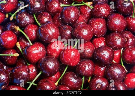 Frische reife Kirschen mit Wassertropfen Stockfoto