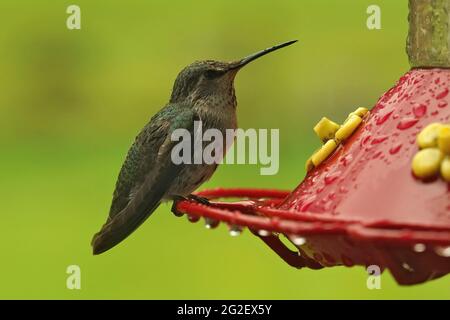 Nahaufnahme eines weiblichen Kolibris, Selasphorus rufus, der auf dem Futterhäuschen in Nord-Oregon sitzt Stockfoto