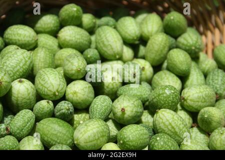 Mexikanische Miniatur-Wassermelonen - Melothria scabra Stockfoto