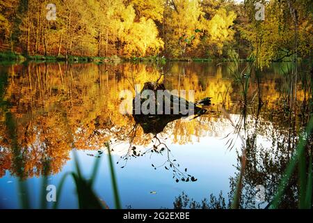 Ein kleiner Waldsee in der Nähe von Berlin im Herbst Stockfoto