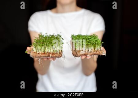 Eine Frau hält zu Hause angebaute Mikrogrüns in ihren Händen. Gesunde und gesunde Ernährung. Vegetarische Gerichte. Micro-Greens für Salate und Mahlzeiten Stockfoto