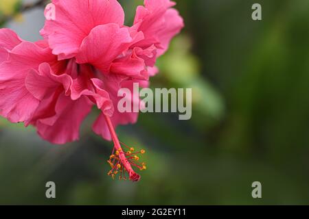 Hibiscus rosa-sinensis ist ein buschiger, immergrüner Strauch. Allgemein bekannt als Chinarose, rote Blütenblätter mit gelbem Pollen-Stigma. Stockfoto