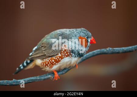 Ein Vogel sitzt auf einem Ast und sucht Nahrung Stockfoto